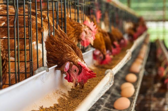 Peternakan Ayam Modern: Panduan Lengkap, Manfaat, Tantangan, Strategi, serta Inovasi
